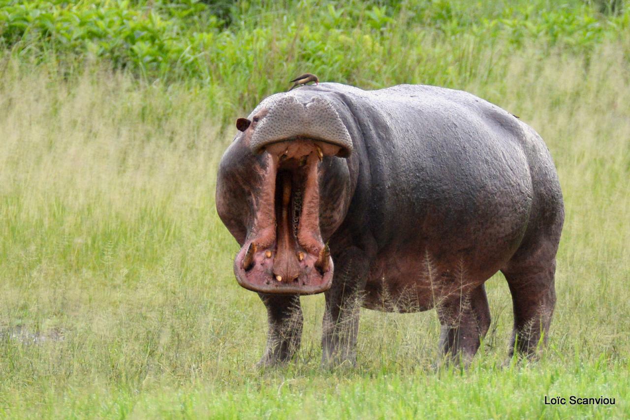 Hippopotame/Hippopotamus (30)