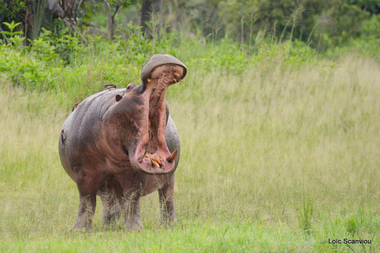 Hippopotame/Hippopotamus (31)