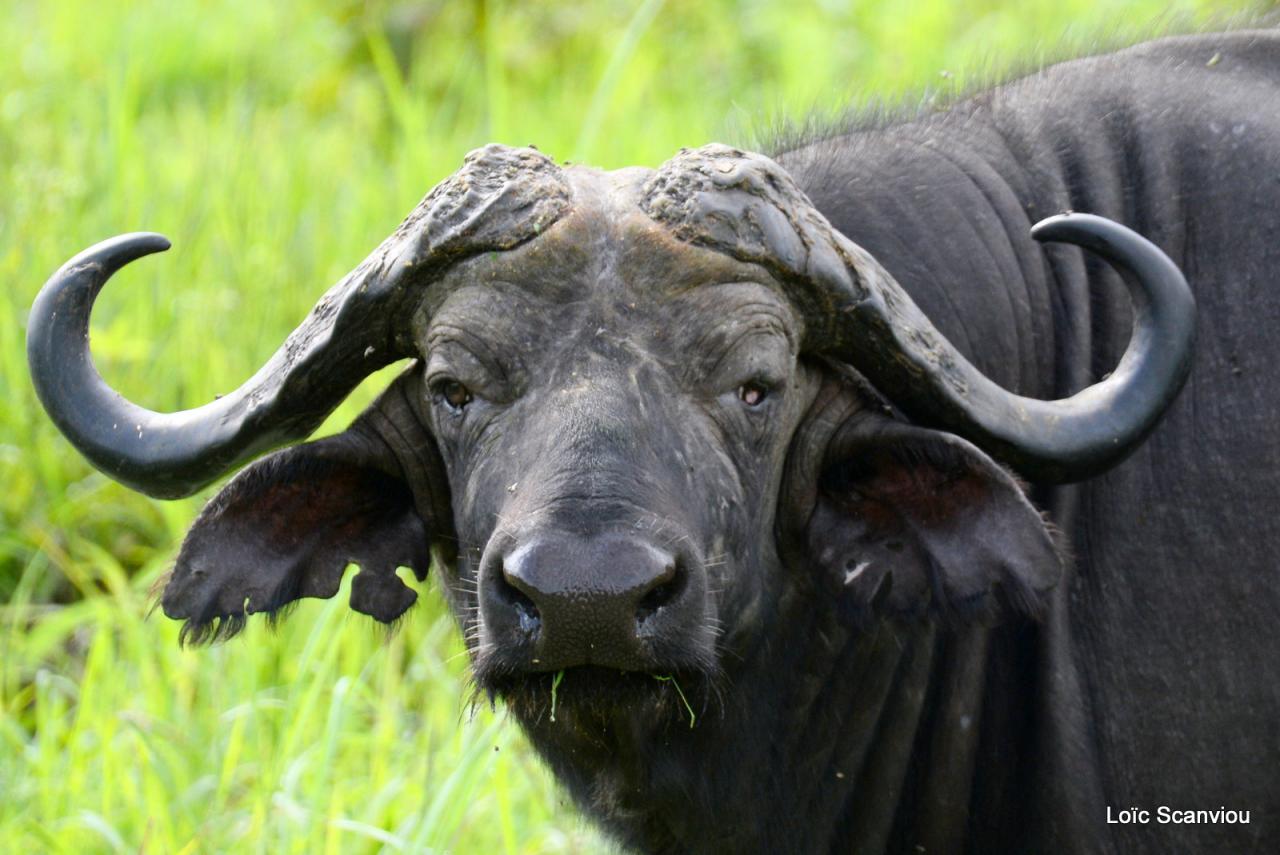 Buffle du Cap/Cape Buffalo (9)