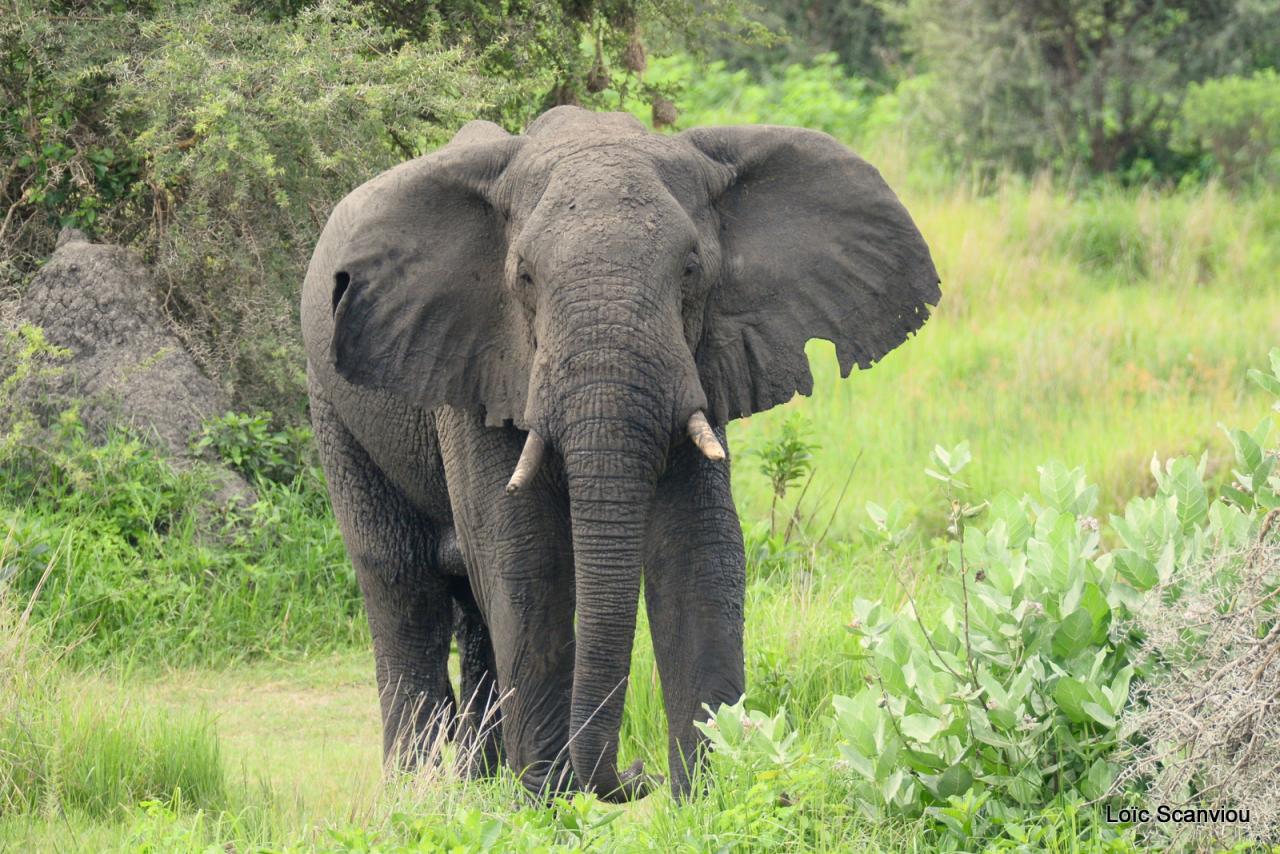Eléphant (10)