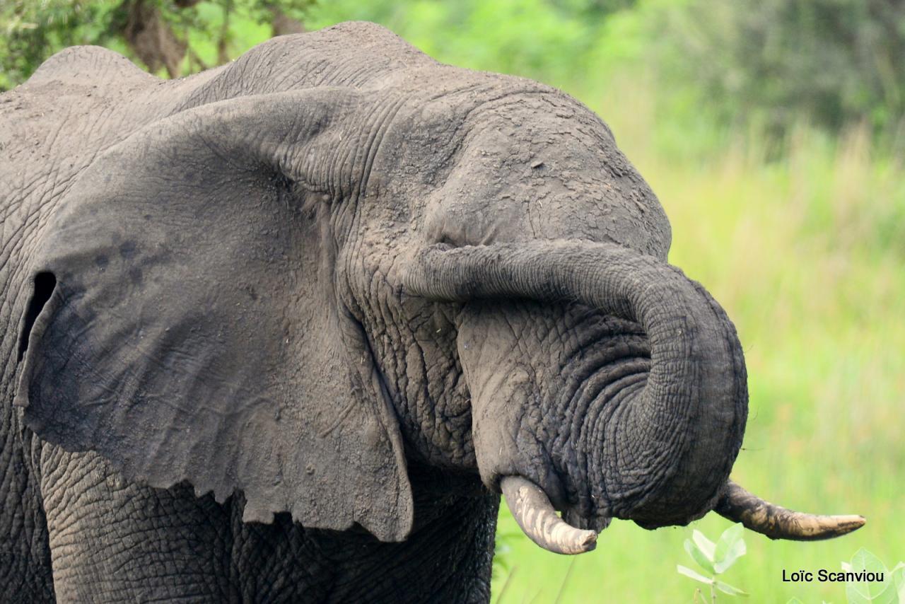 Eléphant (11)