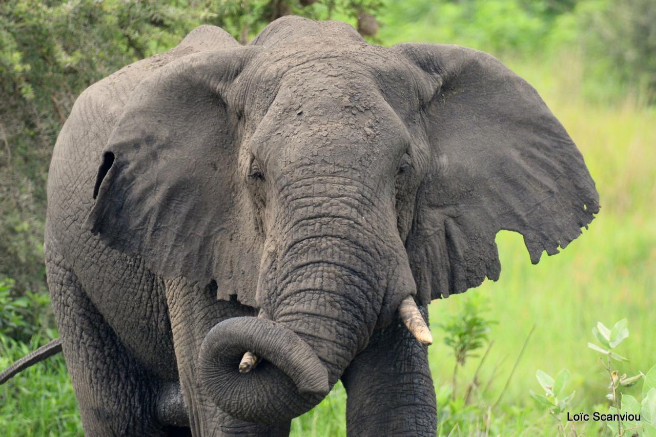 Eléphant (12)