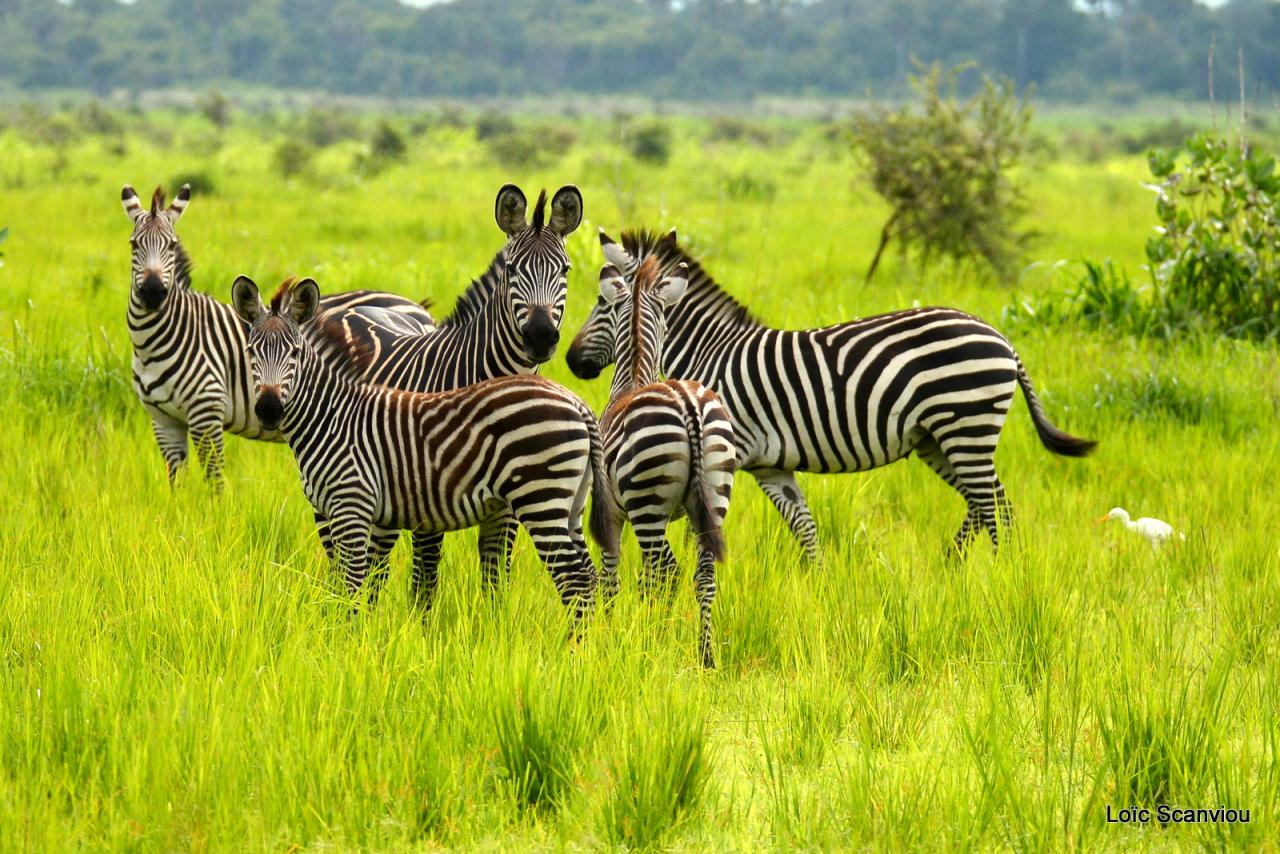 Zèbre/Zebra (3)