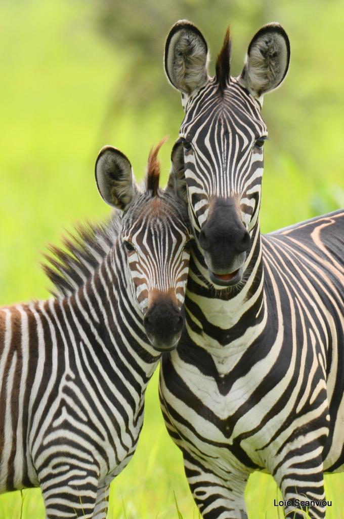 Zèbre/Zebra (6)