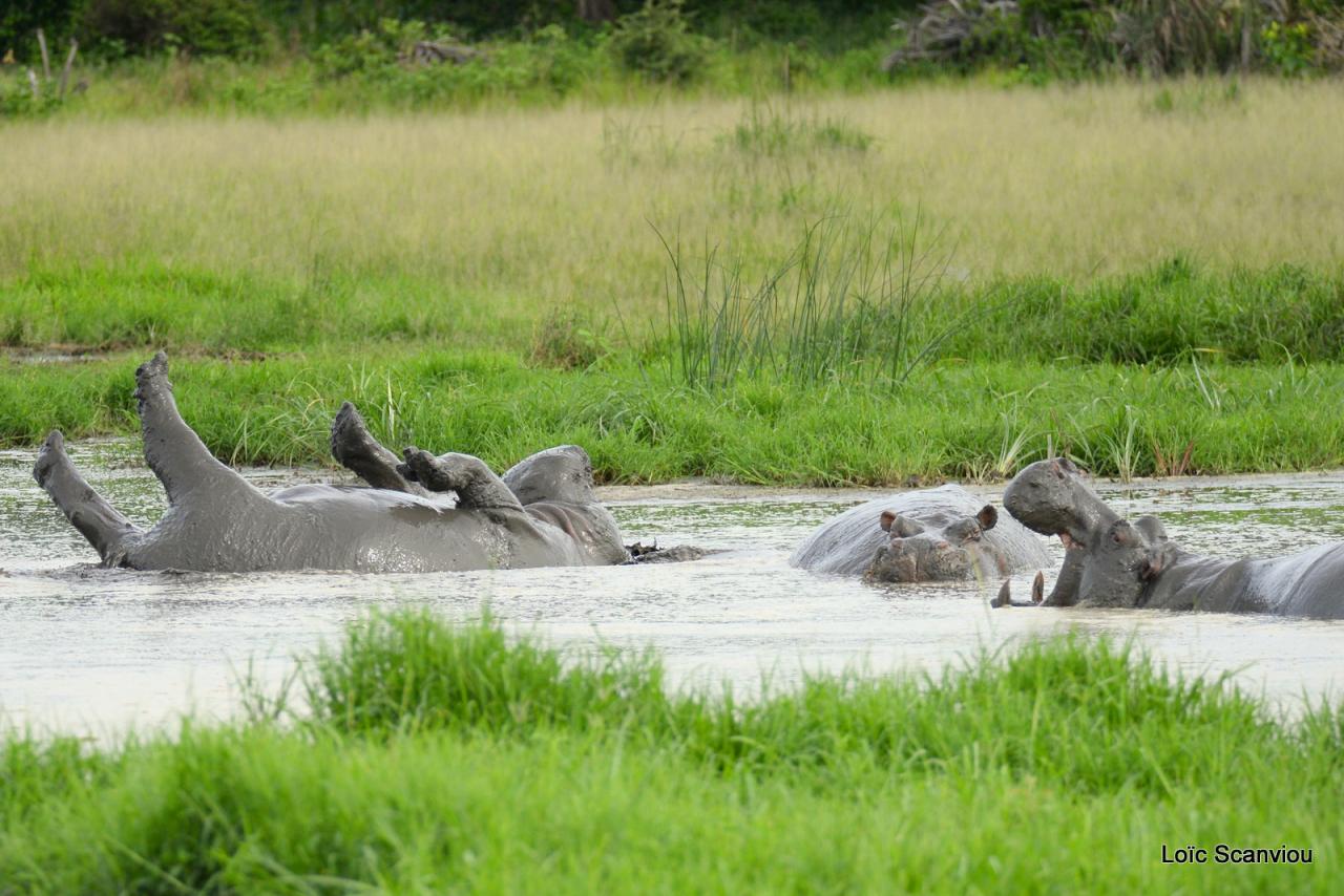 Hippopotame/Hippopotamus (4)