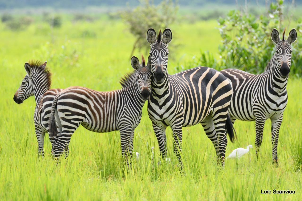 Zèbre/Zebra (7)