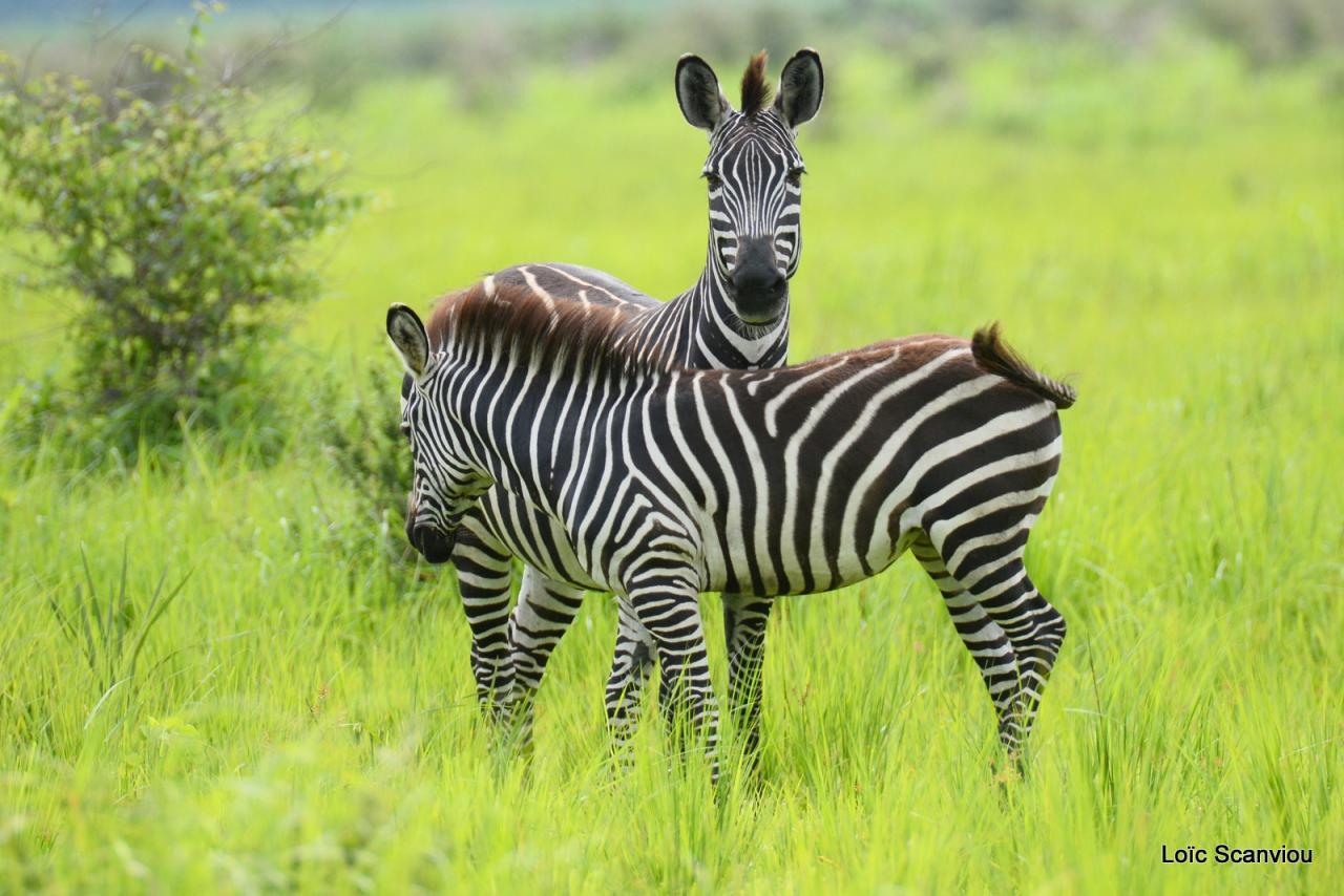 Zèbre/Zebra (8)