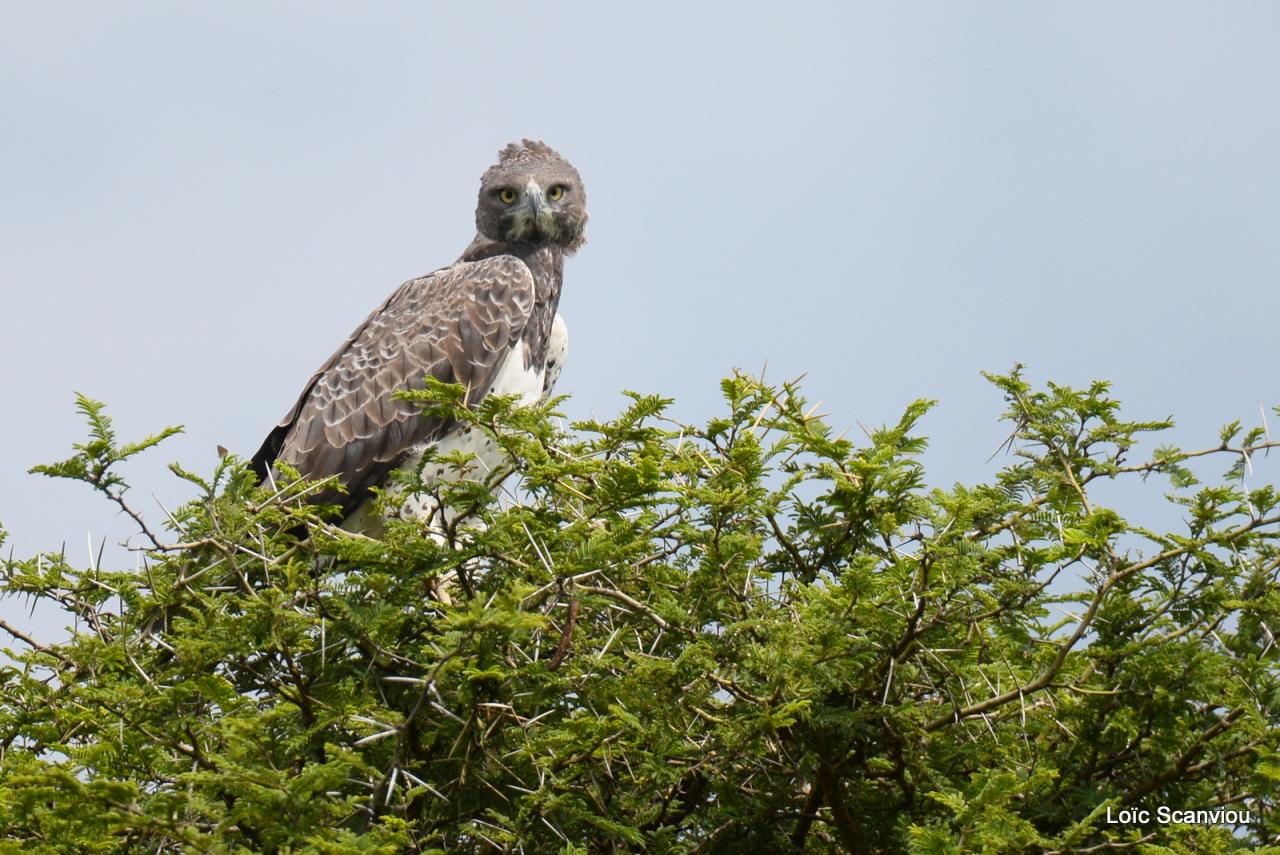 Aigle martial/Martial Eagle (1)