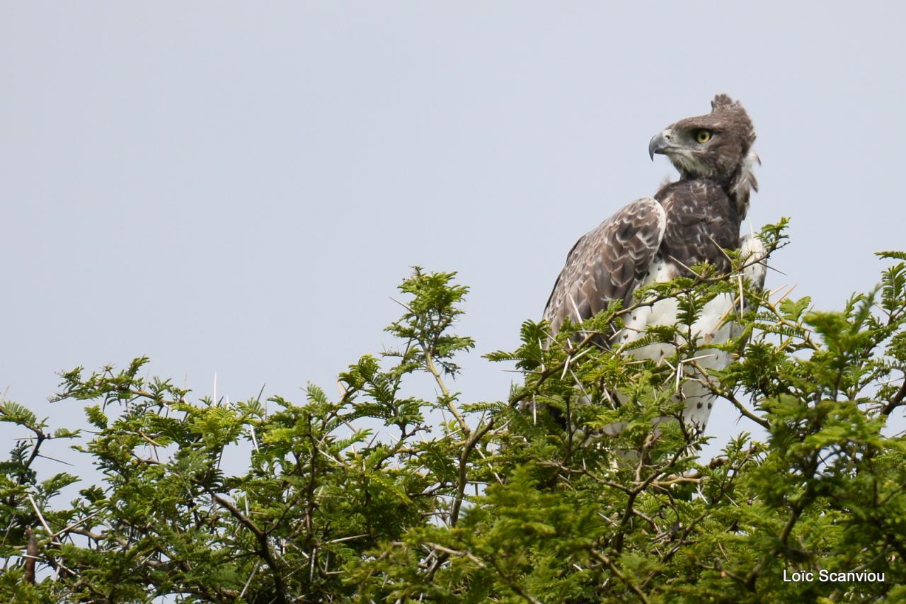 Aigle martial/Martial Eagle (2)