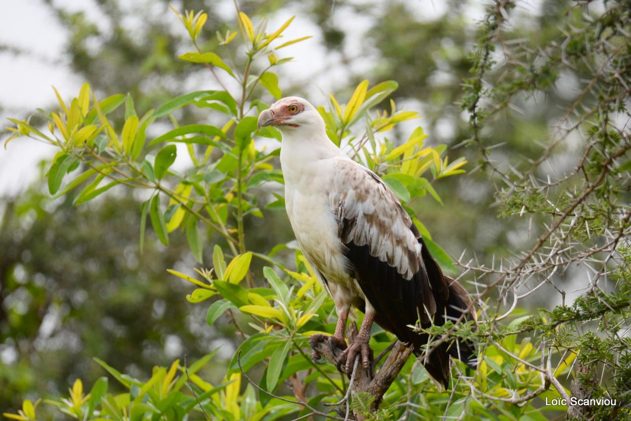 Palmiste africain/Palm Nut Vulture (8)