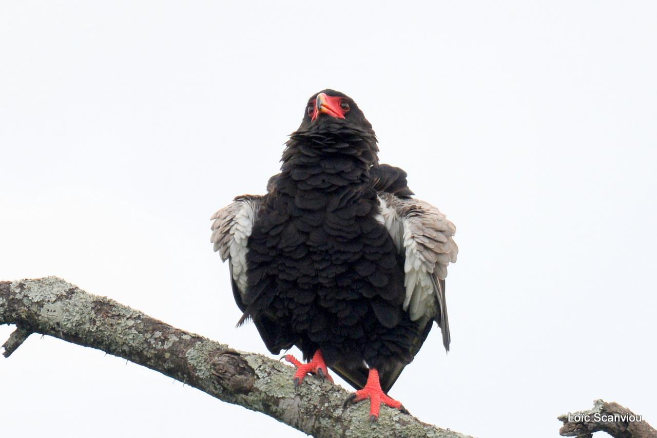 Aigle bateleur/Bateleur Eagle (1)