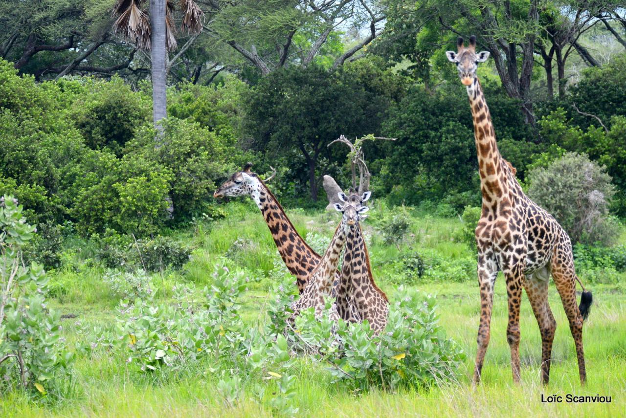 Girafe/Giraffe (6)