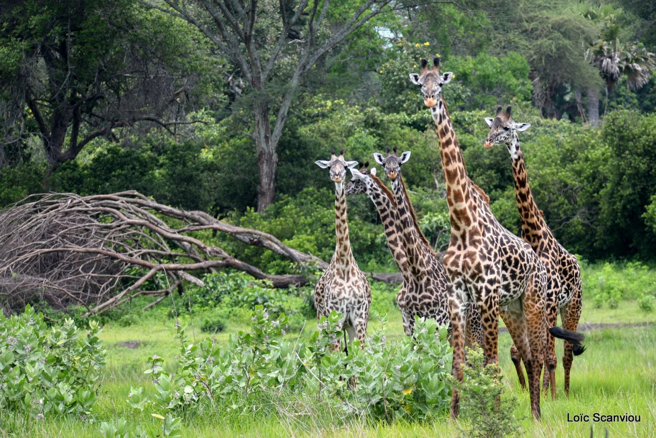 Girafe/Giraffe (7)