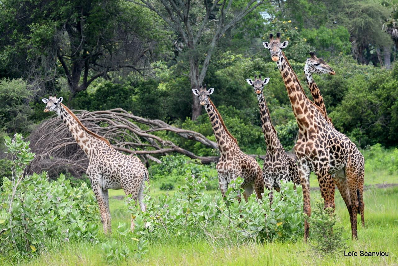 Girafe/Giraffe (8)