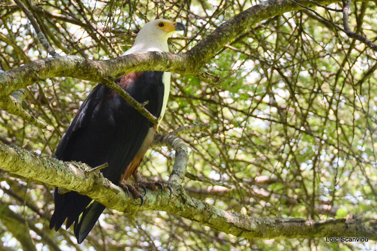 Aigle vocifère/African Fish Eagle (1)