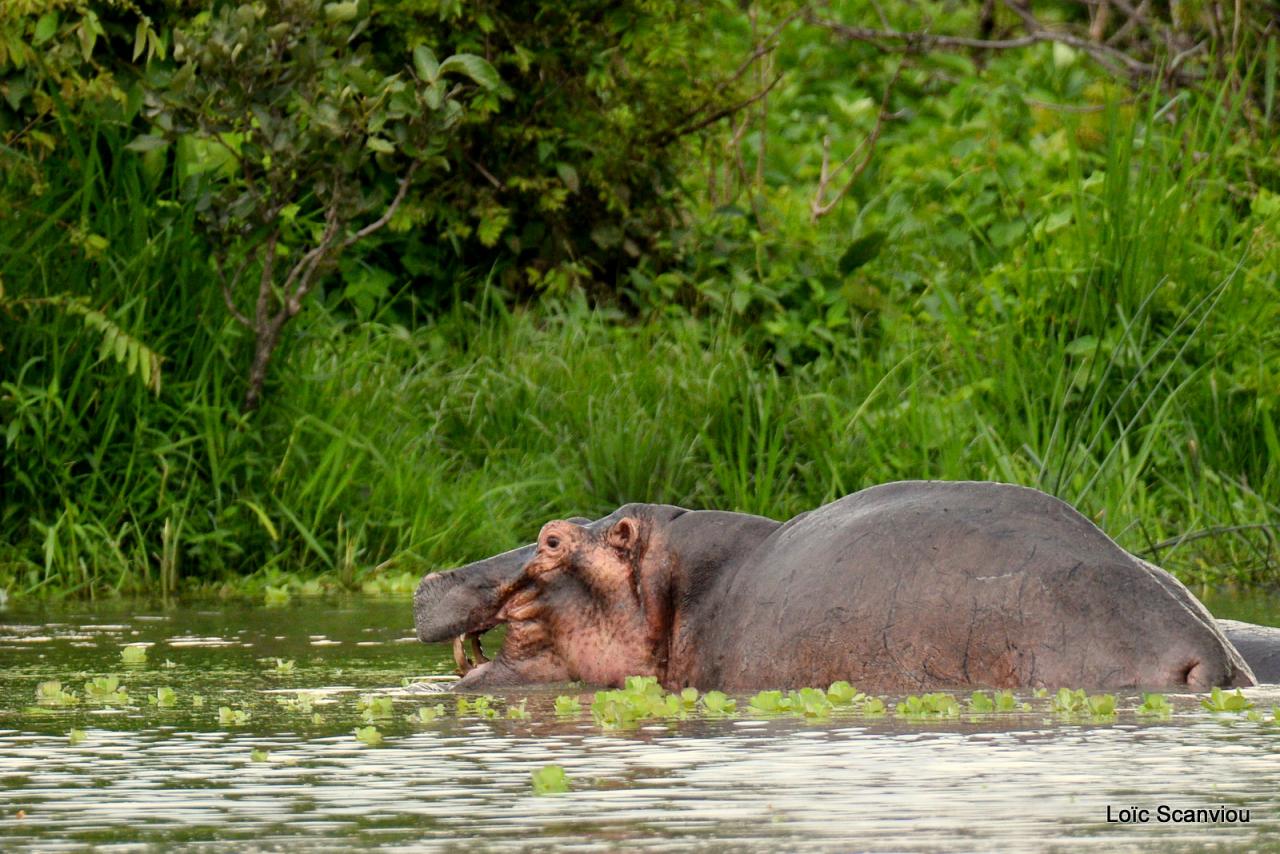 Hippopotame/Hippopotamus (32)