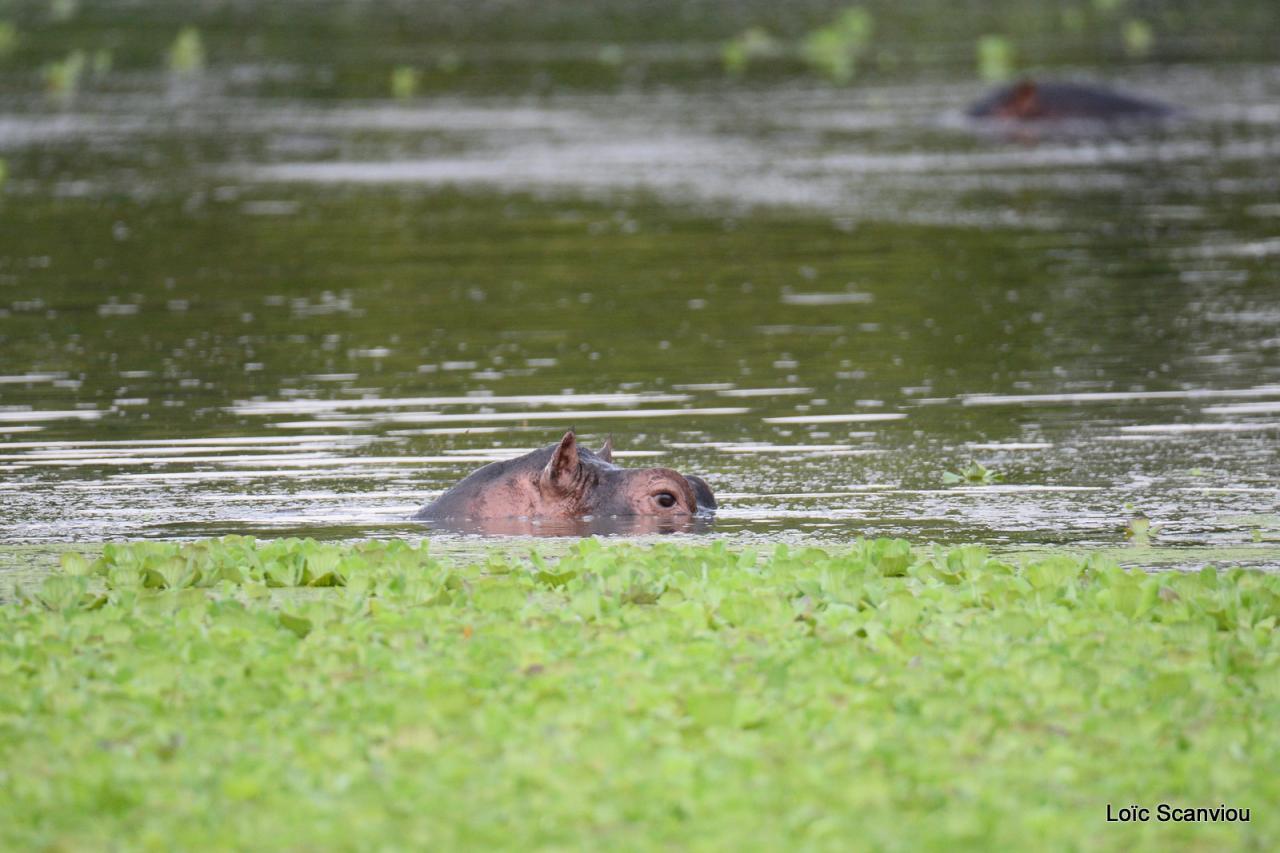 Hippopotame/Hippopotamus (33)