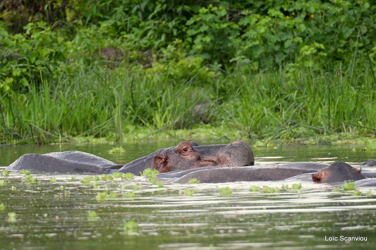 Hippopotame/Hippopotamus (34)