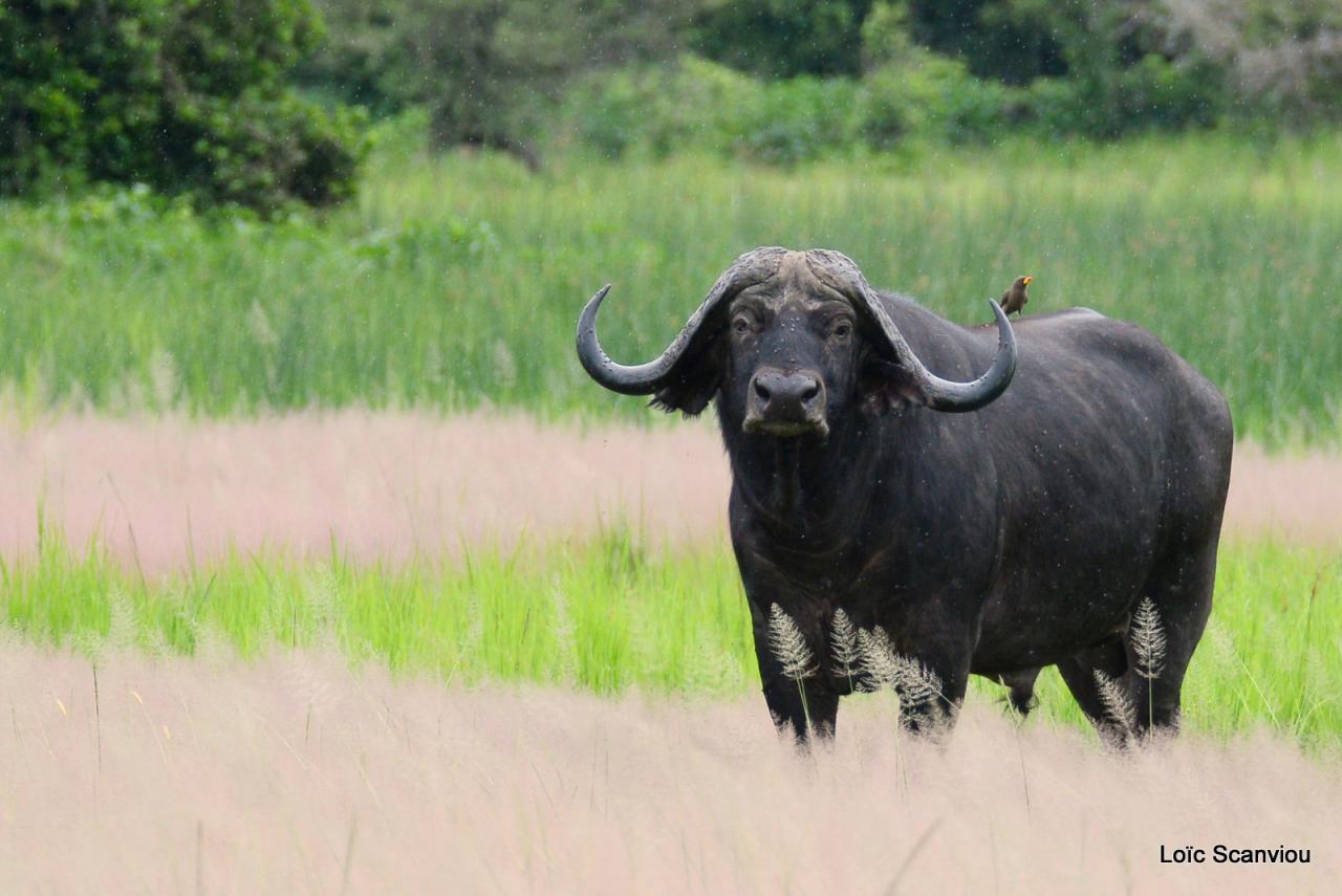 Buffle du Cap/Cape Buffalo (10)
