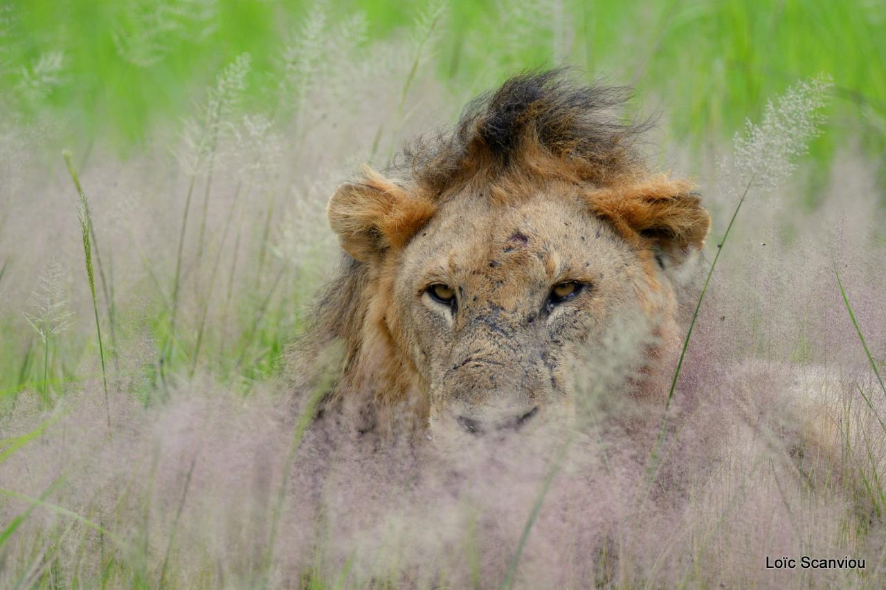 Lion (29)