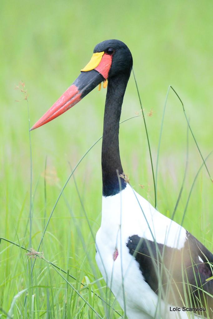 Jabiru d'Afrique/Saddle-billed Stork (9)