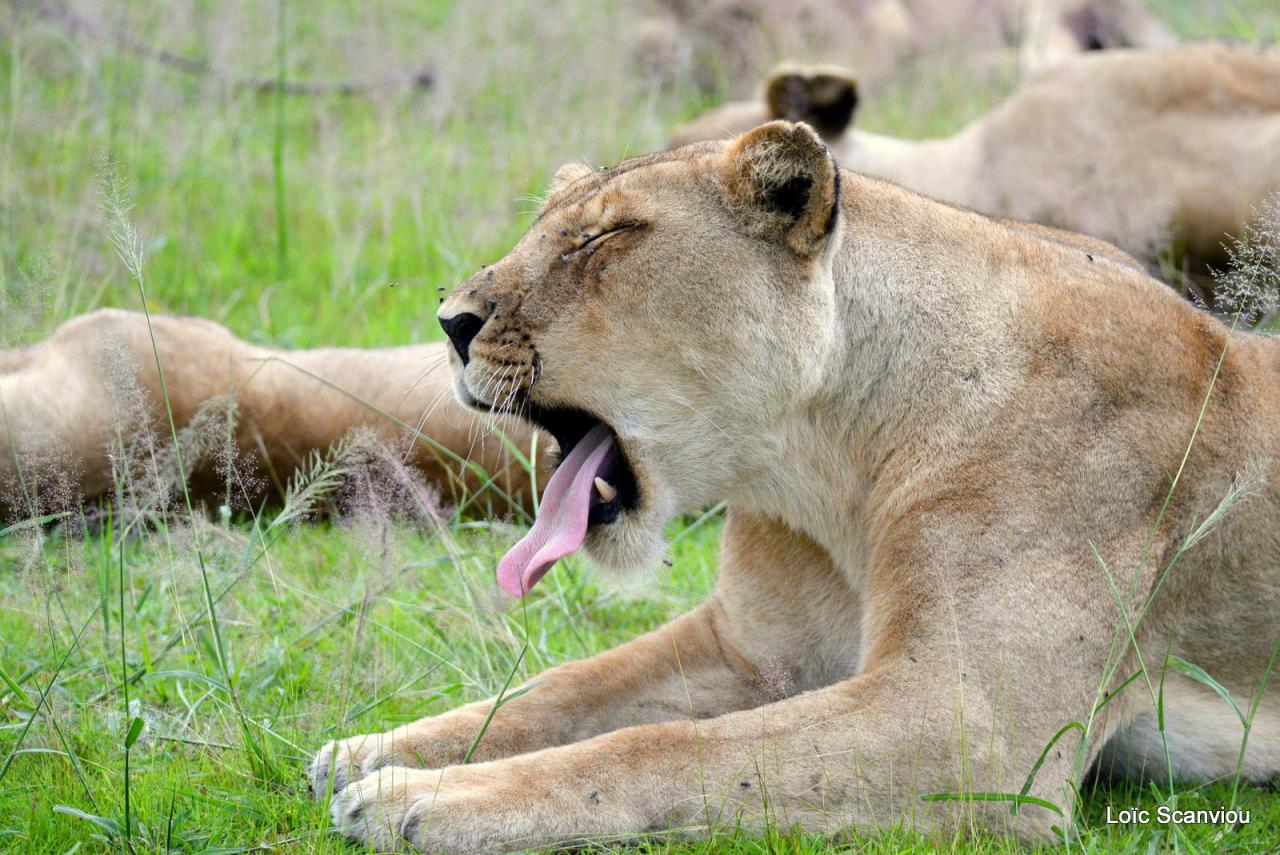 Lion (30)