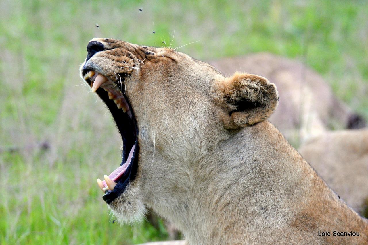 Lion (31)