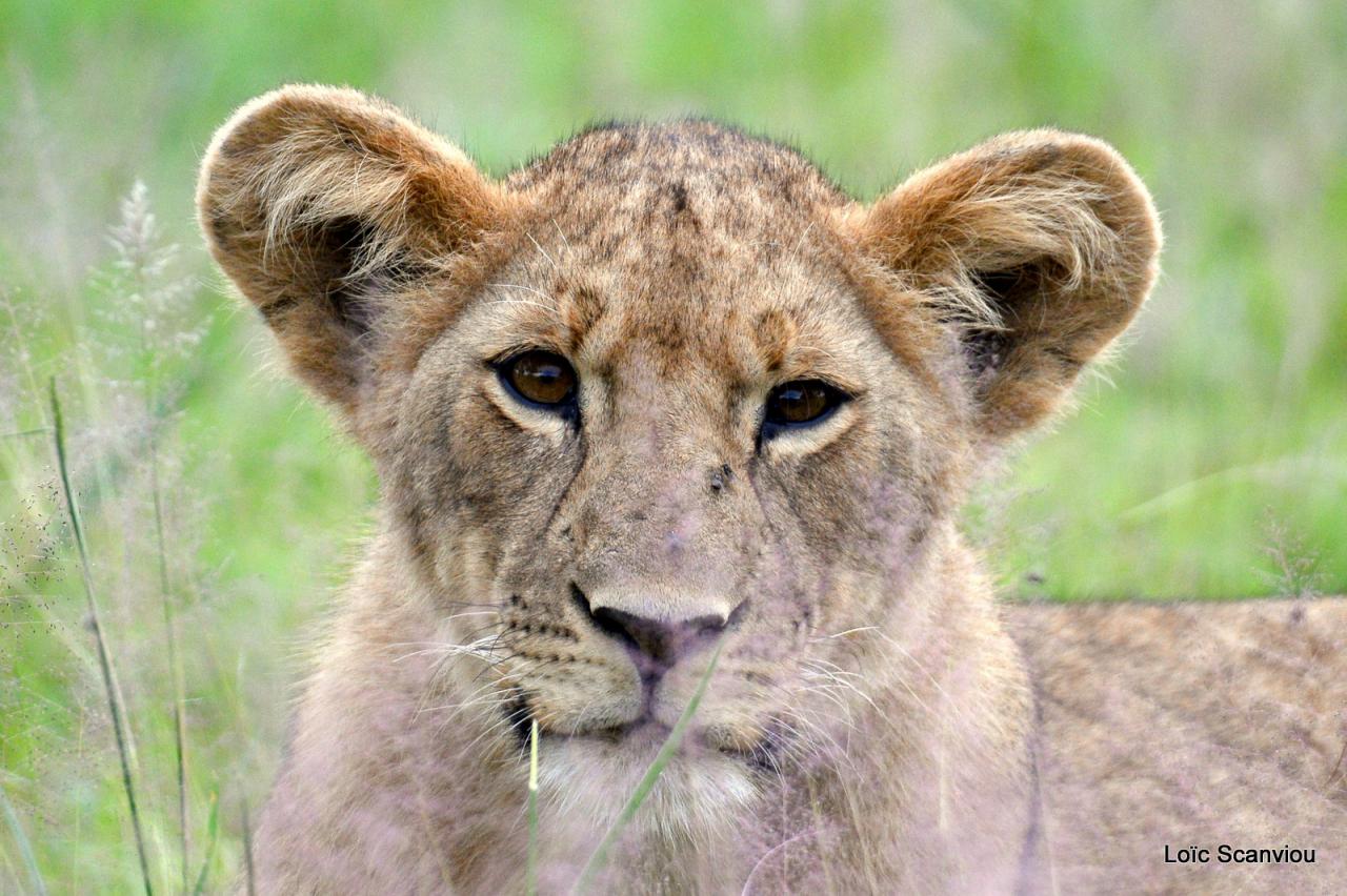 Lion (32)