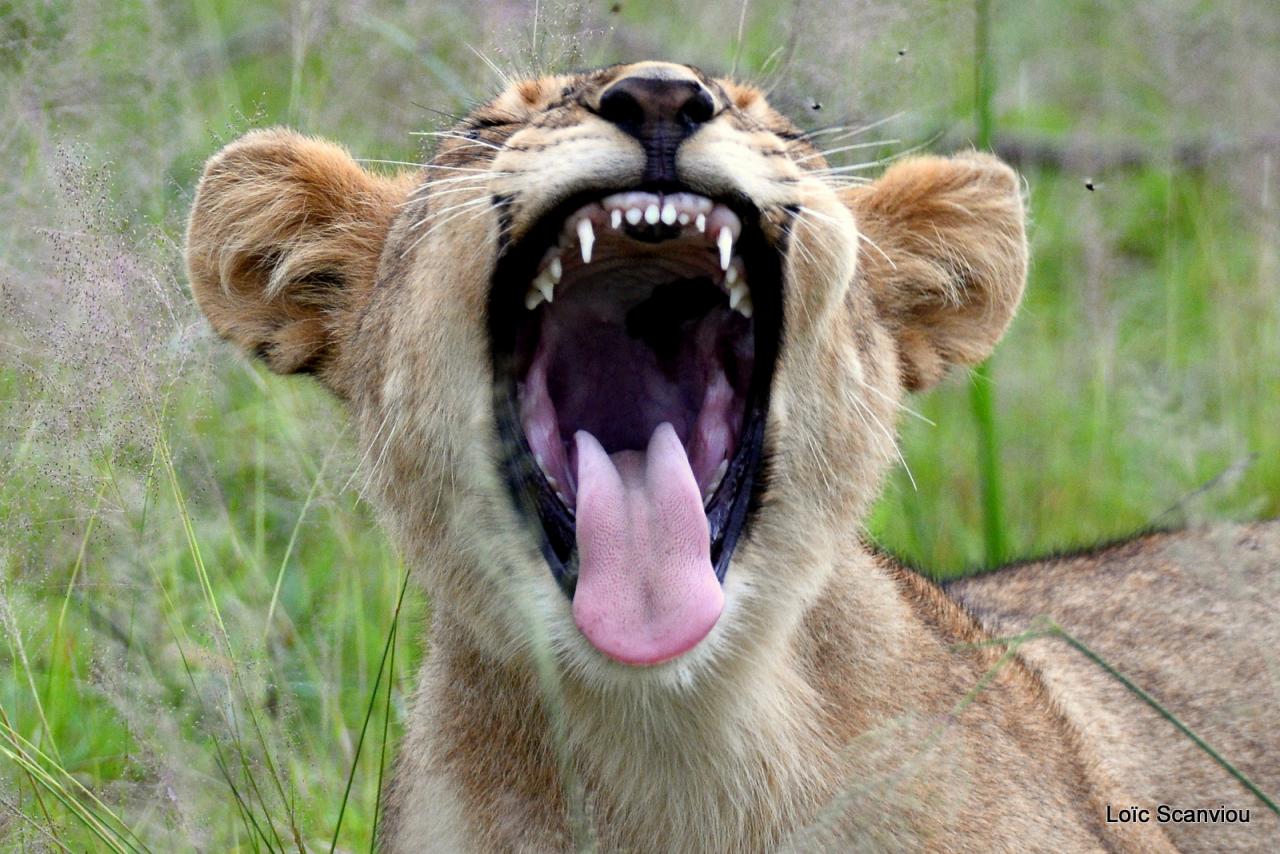 Lion (33)