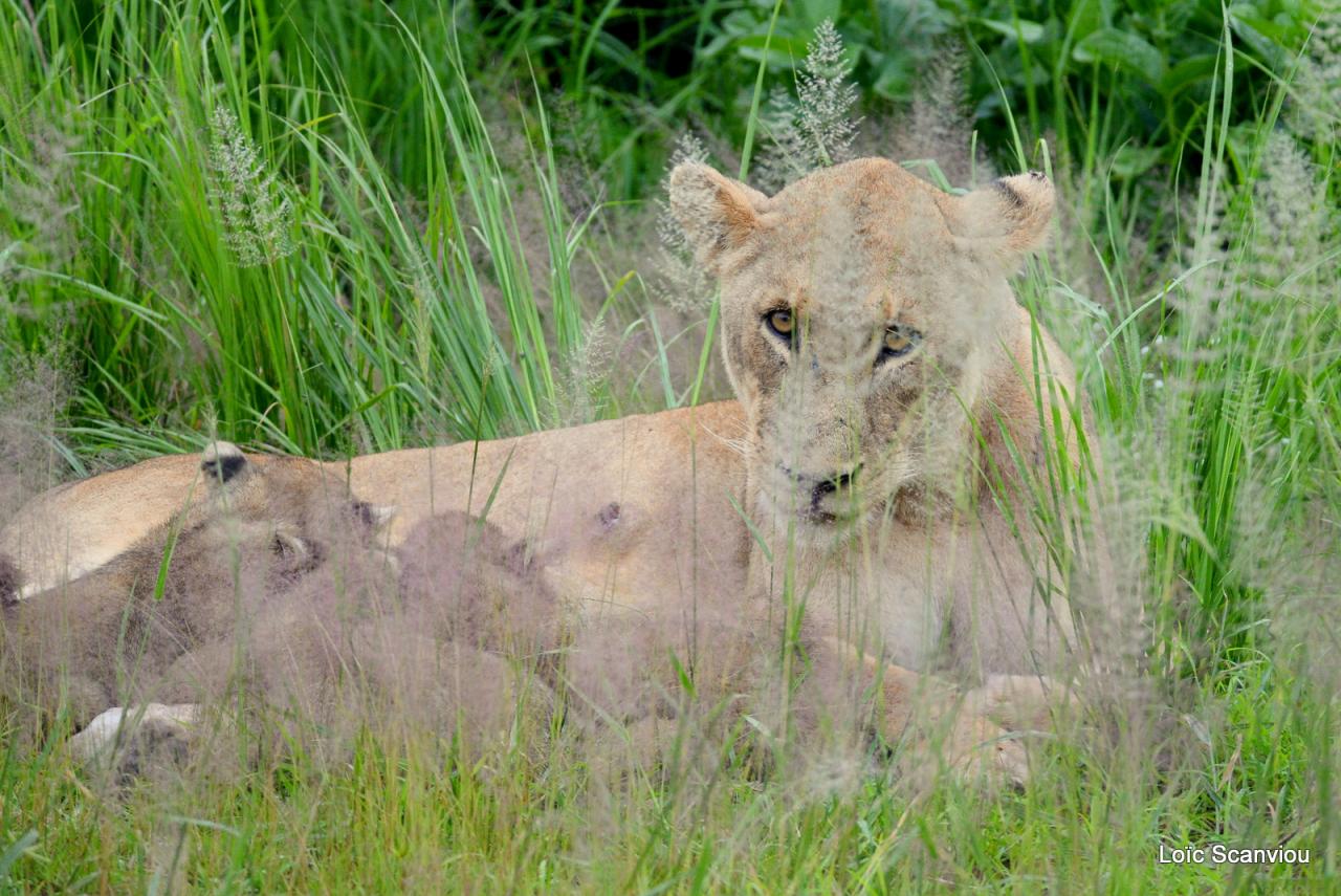 Lion (34)