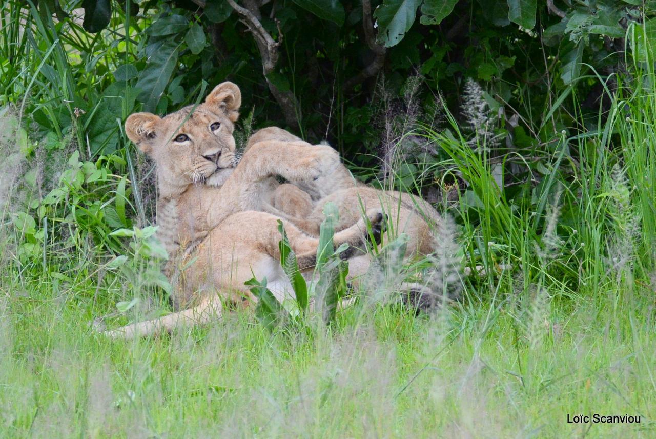 Lion (35)