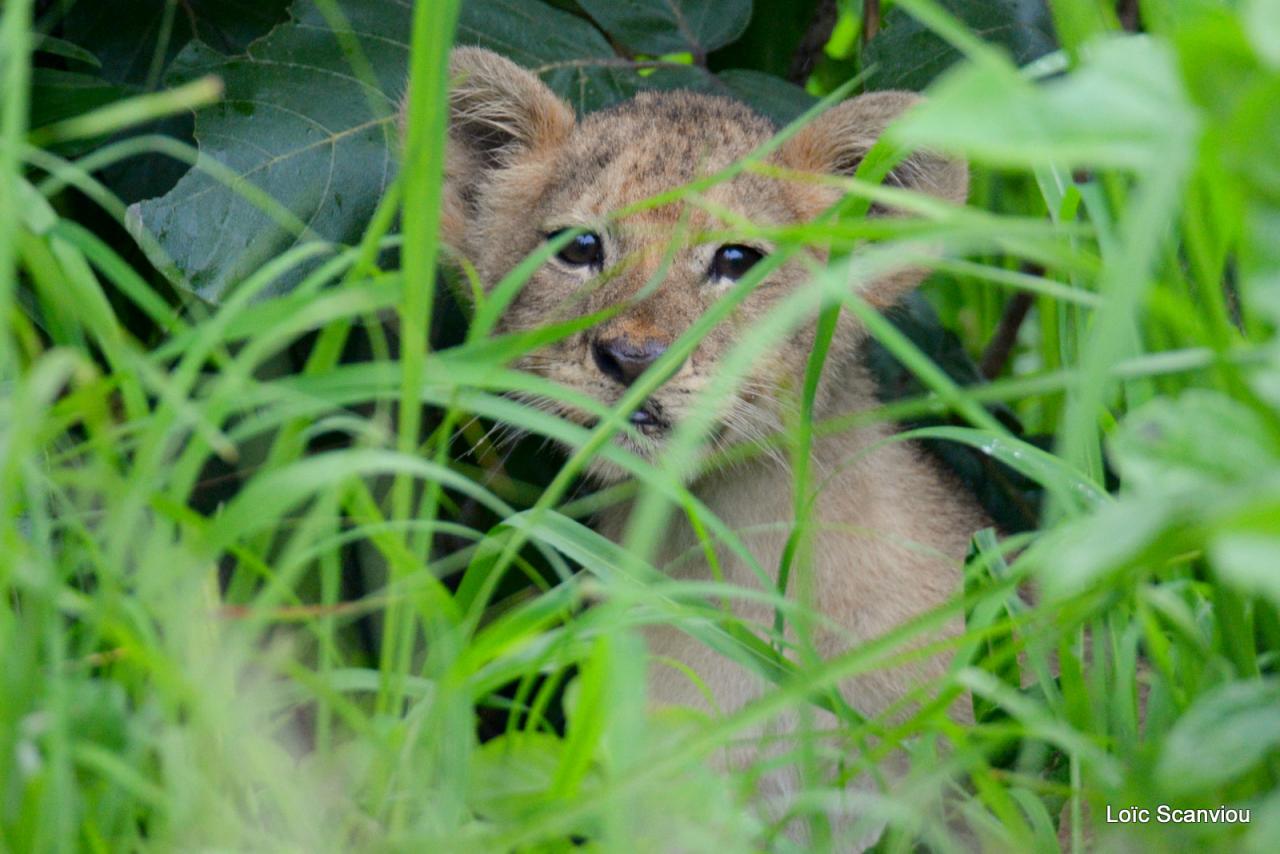 Lion (36)