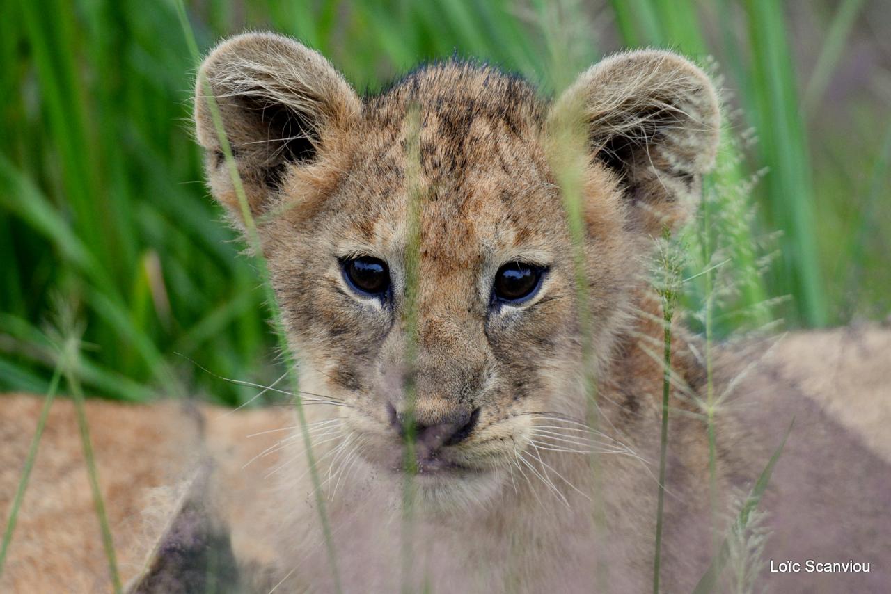 Lion (37)