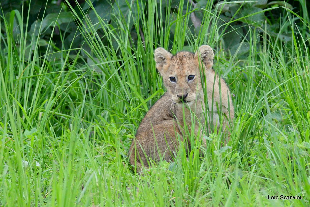 Lion (38)