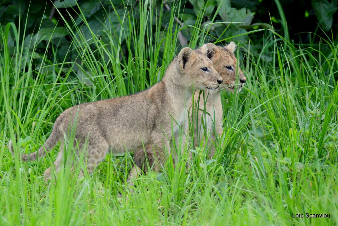 Lion (39)