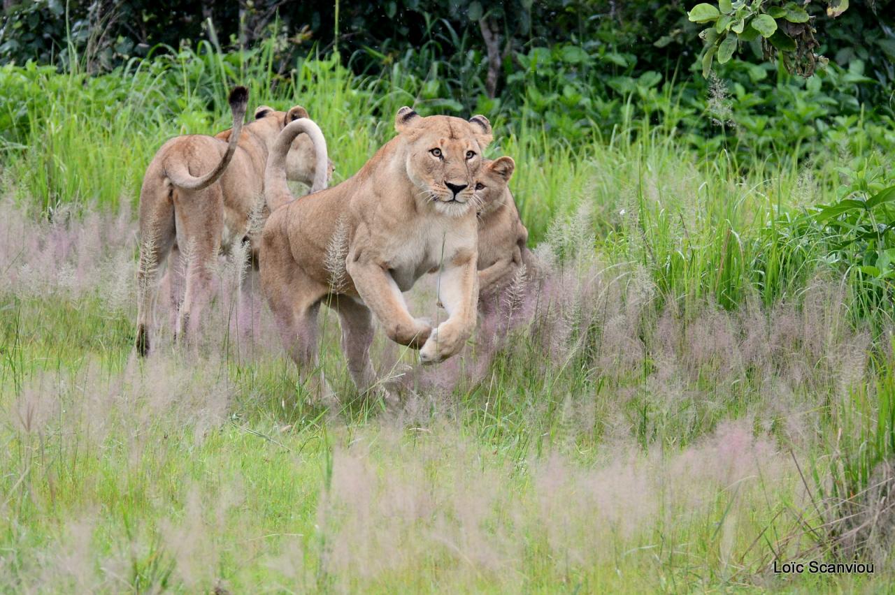 Lion (40)