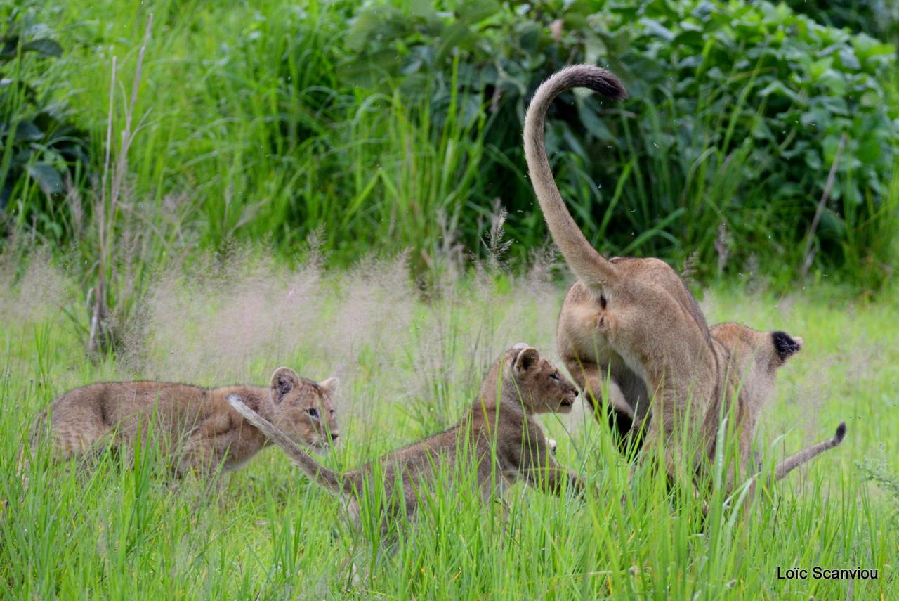 Lion (41)