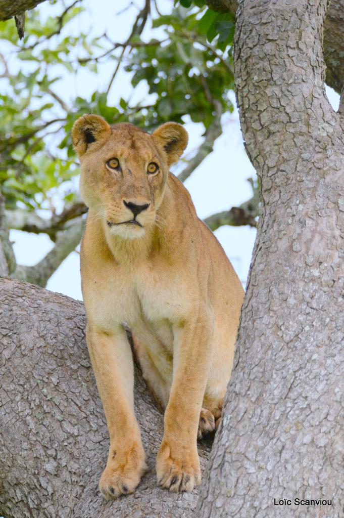Lion dans un arbre/Lion on a tree (9)