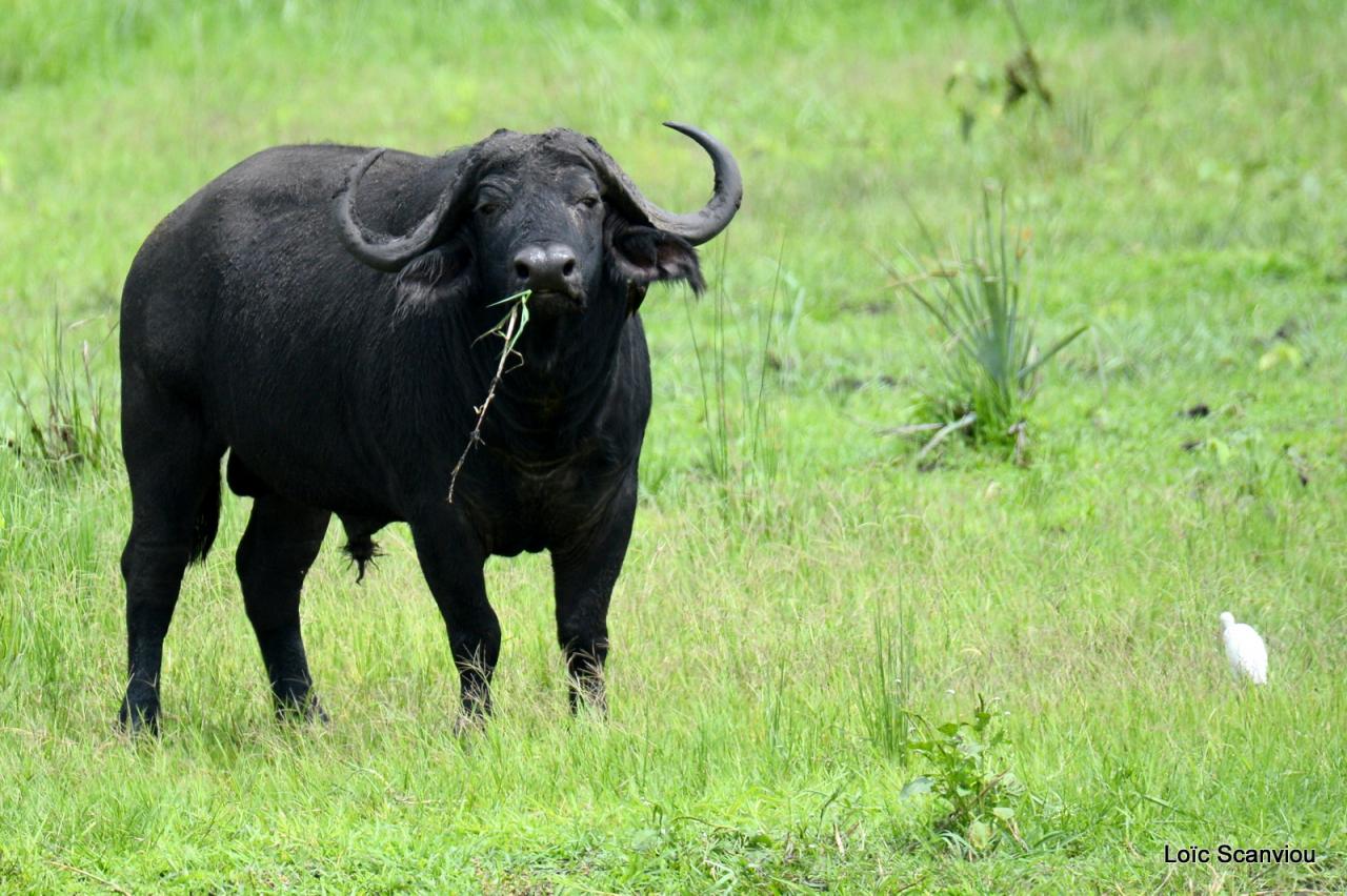 Buffle du Cap/Cape Buffalo (1)