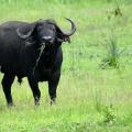 Buffle du Cap/Cape Buffalo (1)