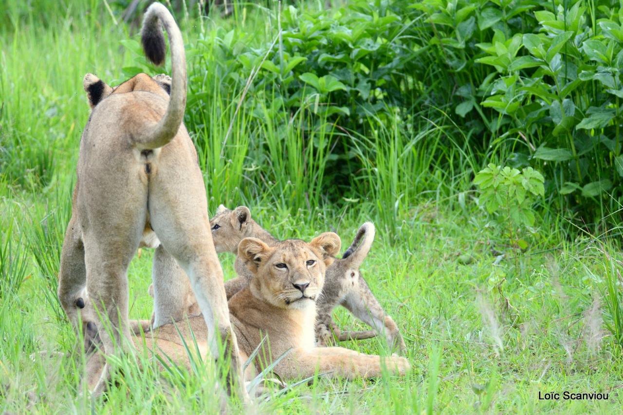 Lion (42)