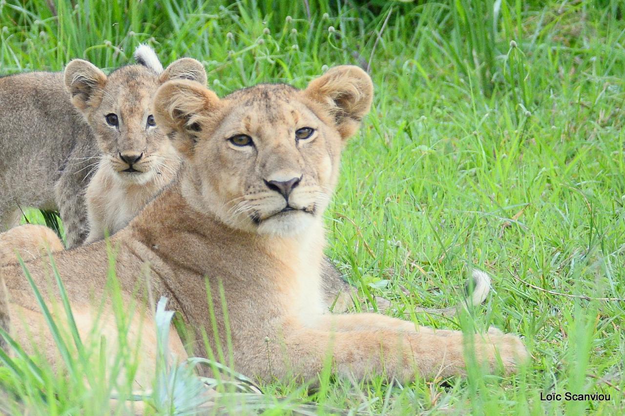 Lion (43)