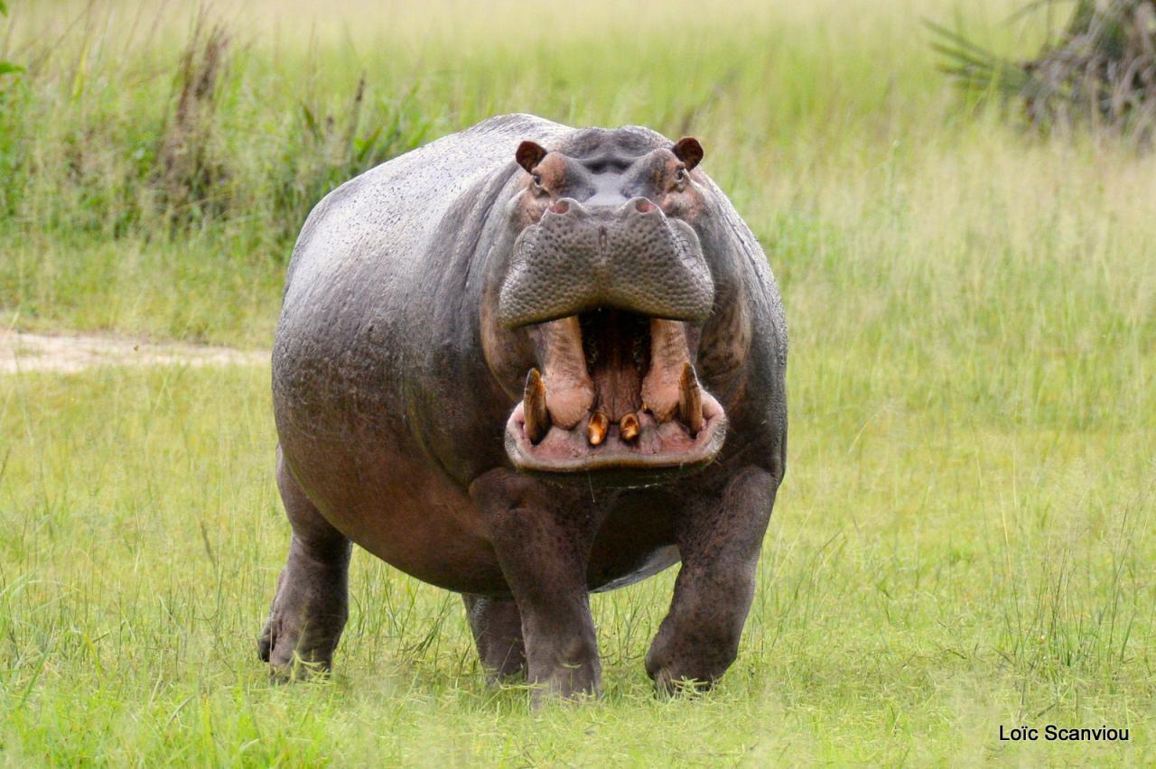 Hippopotame/Hippopotamus (35)