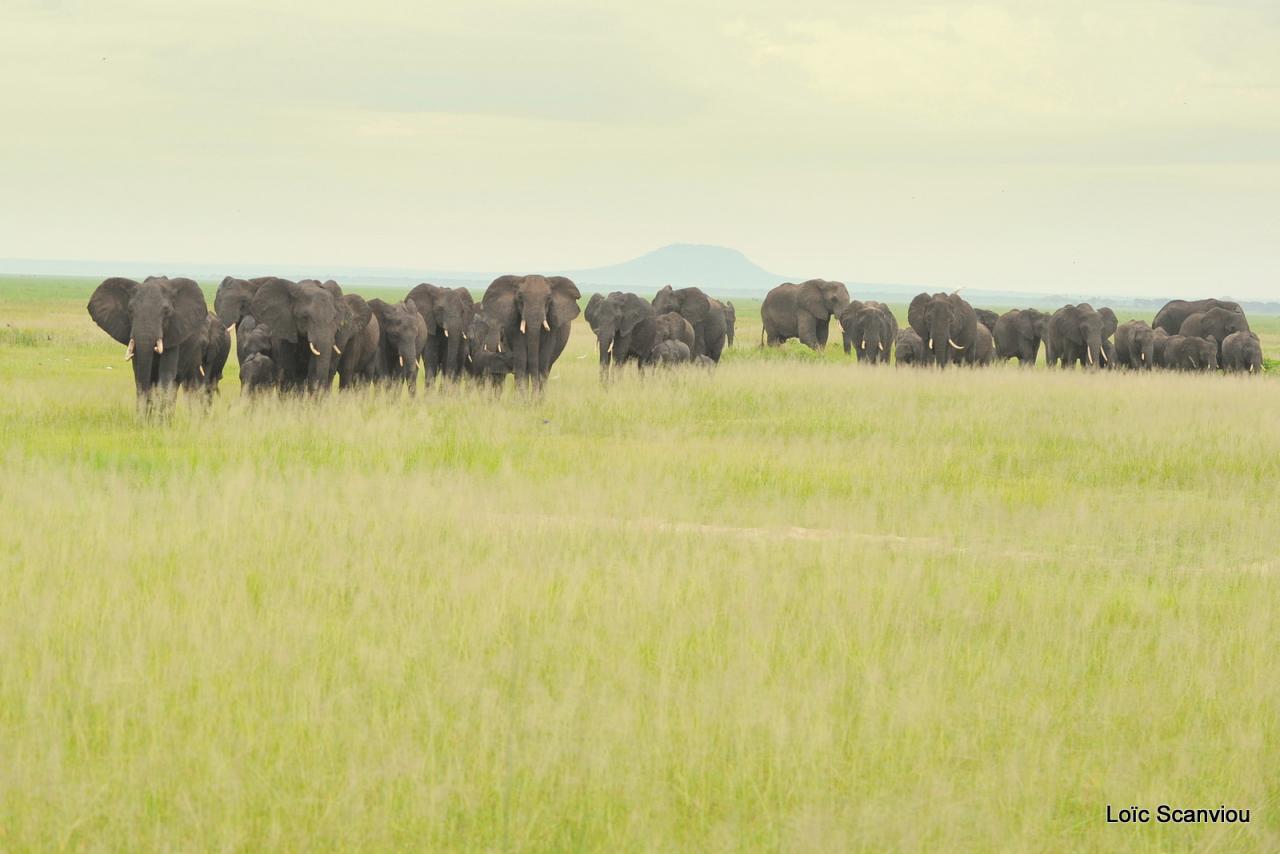 Eléphant (14)