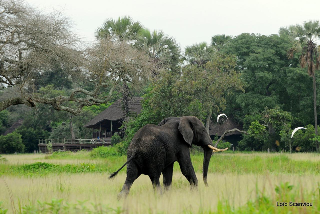 Eléphant (15)