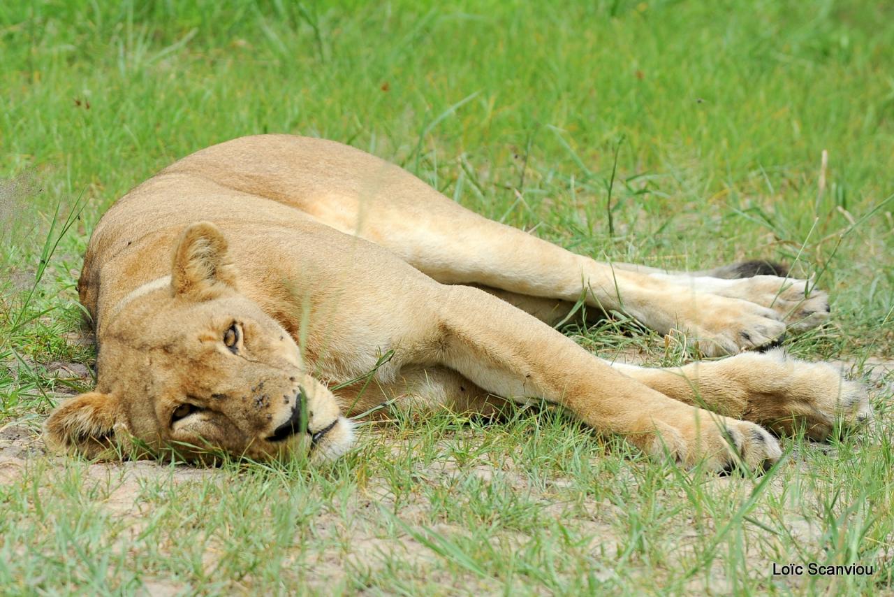 Lion (44)