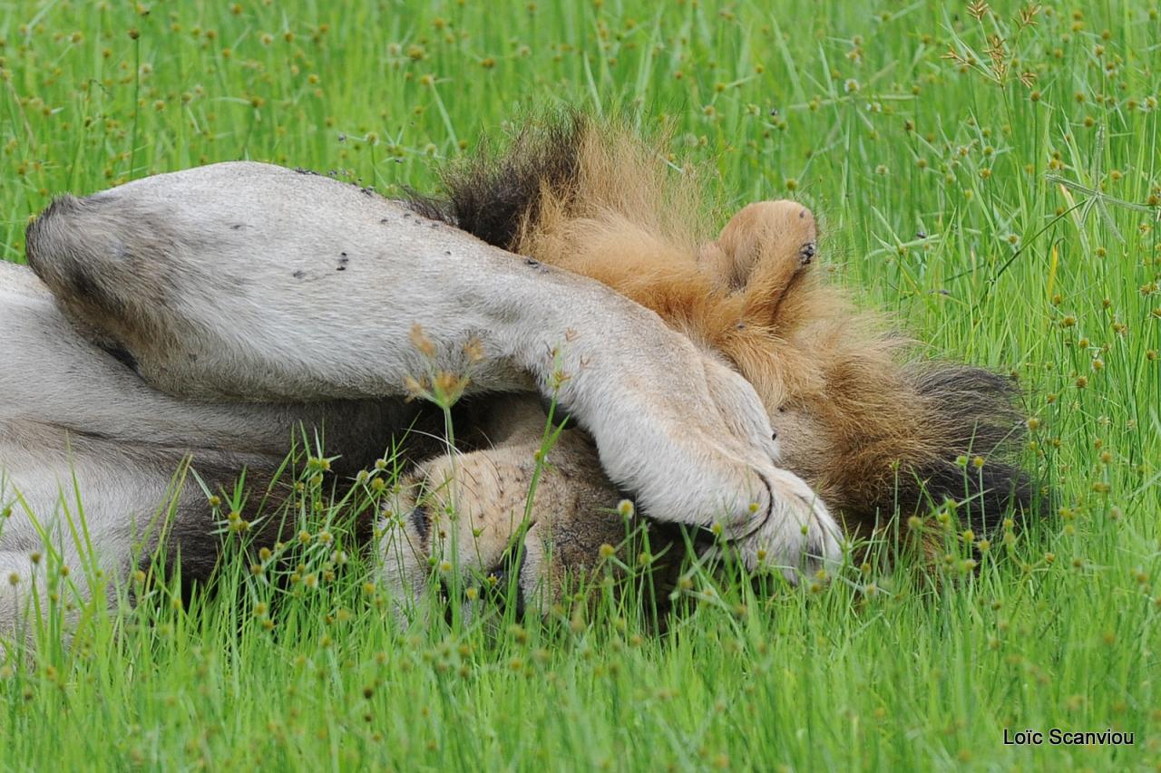 Lion (46)