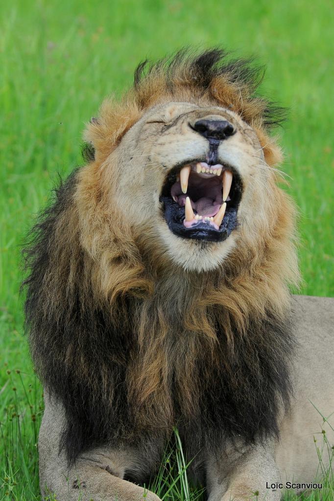 Lion (47)