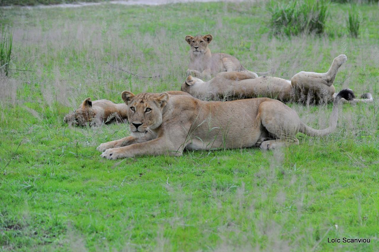 Lion (48)