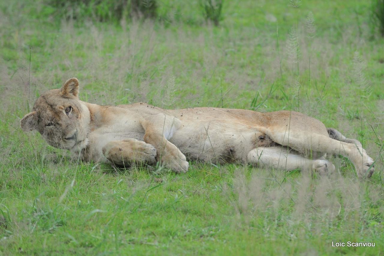 Lion (49)